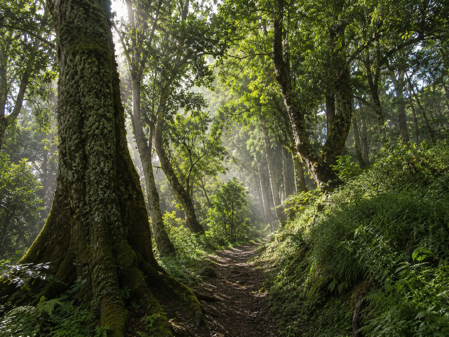 Suba Menagesha Forest Reserve