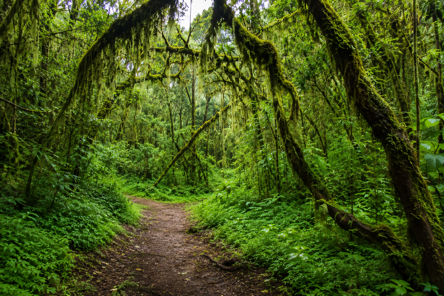 Suba Menagesha Forest Reserve