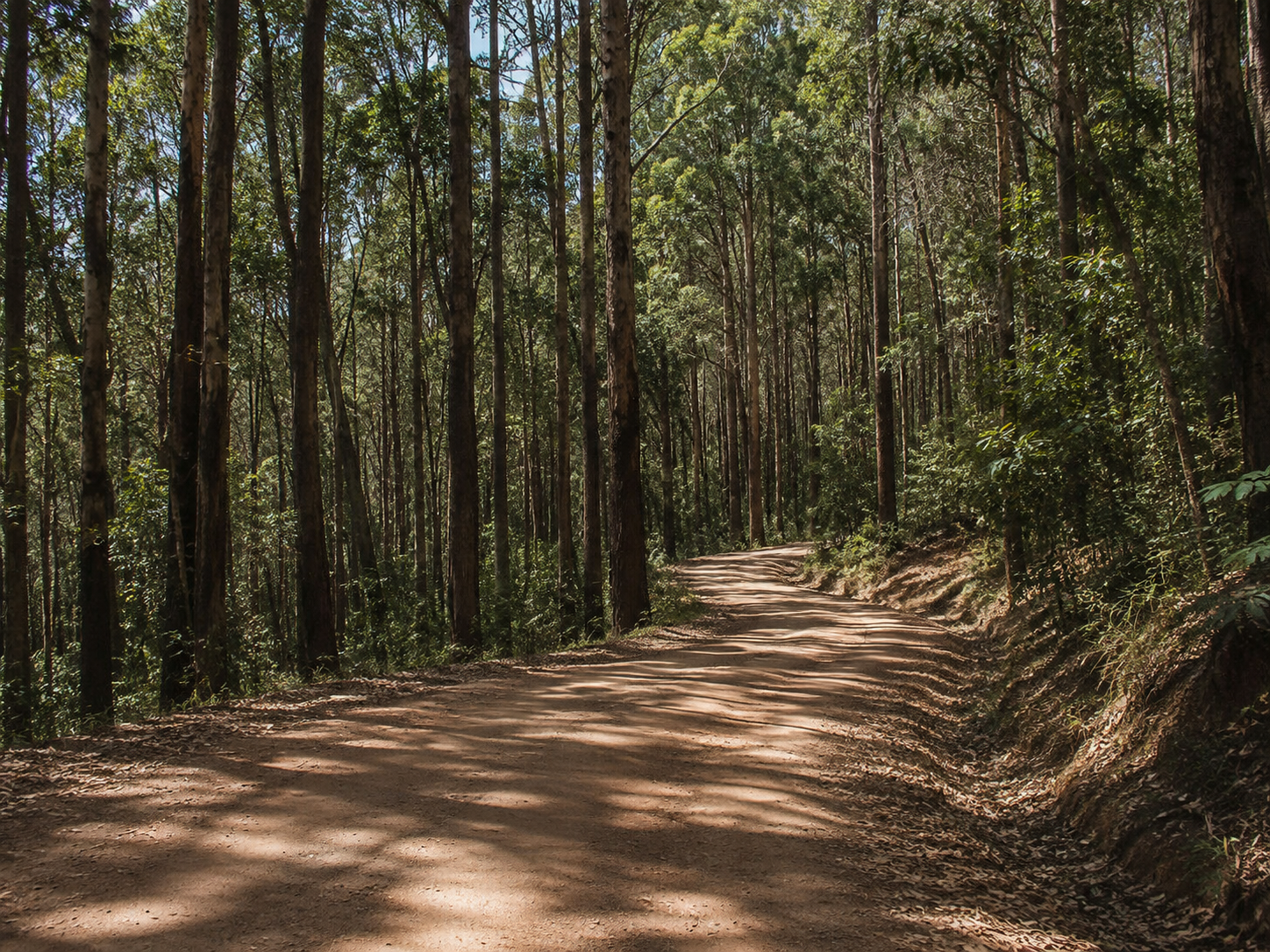 Suba Menagesha Forest Reserve