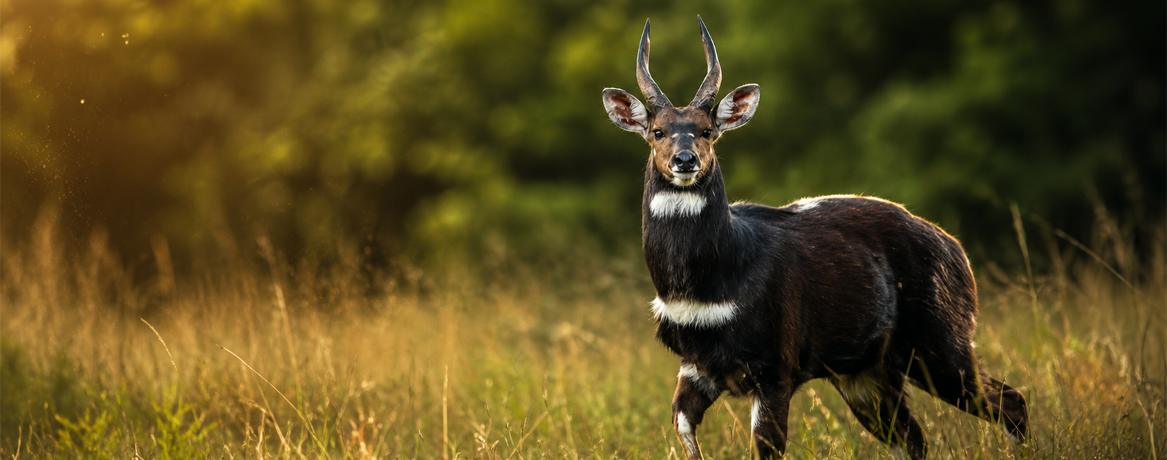 Dhati Walal National Park