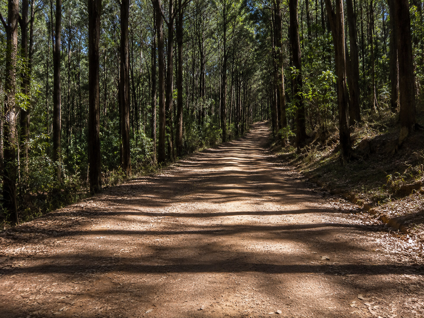 Suba Menagesha Forest Reserve
