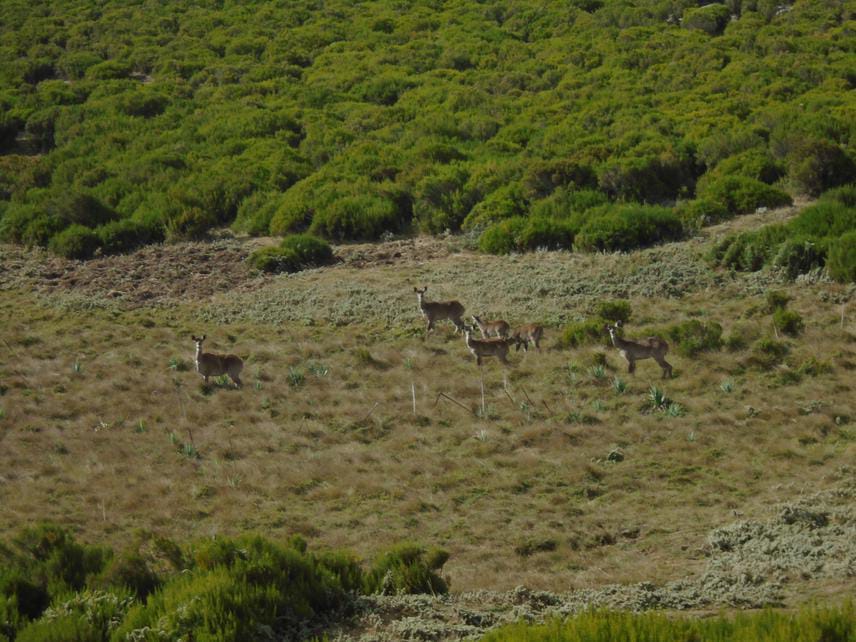 Arsi Mountains National Park