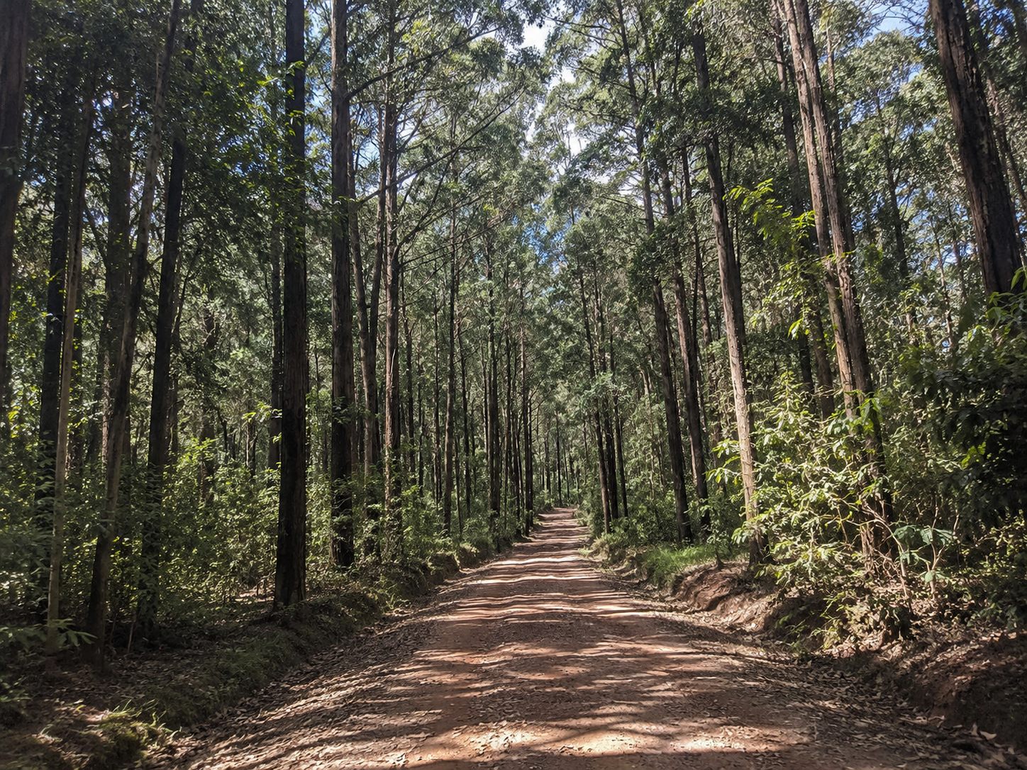 Suba Menagesha Forest Reserve